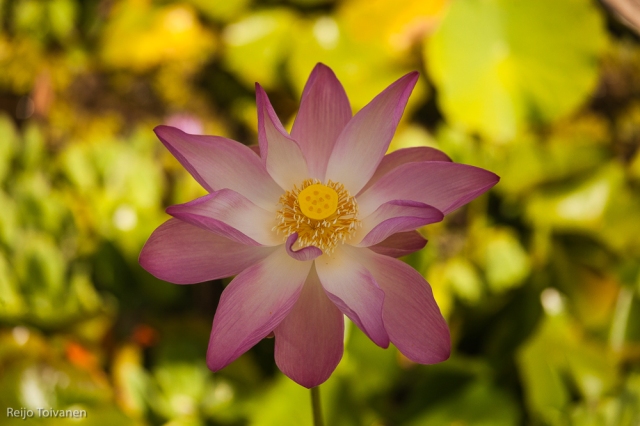 Lotus from Tahiti